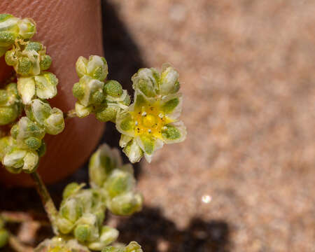 Image de Microphyes litoralis Phil.