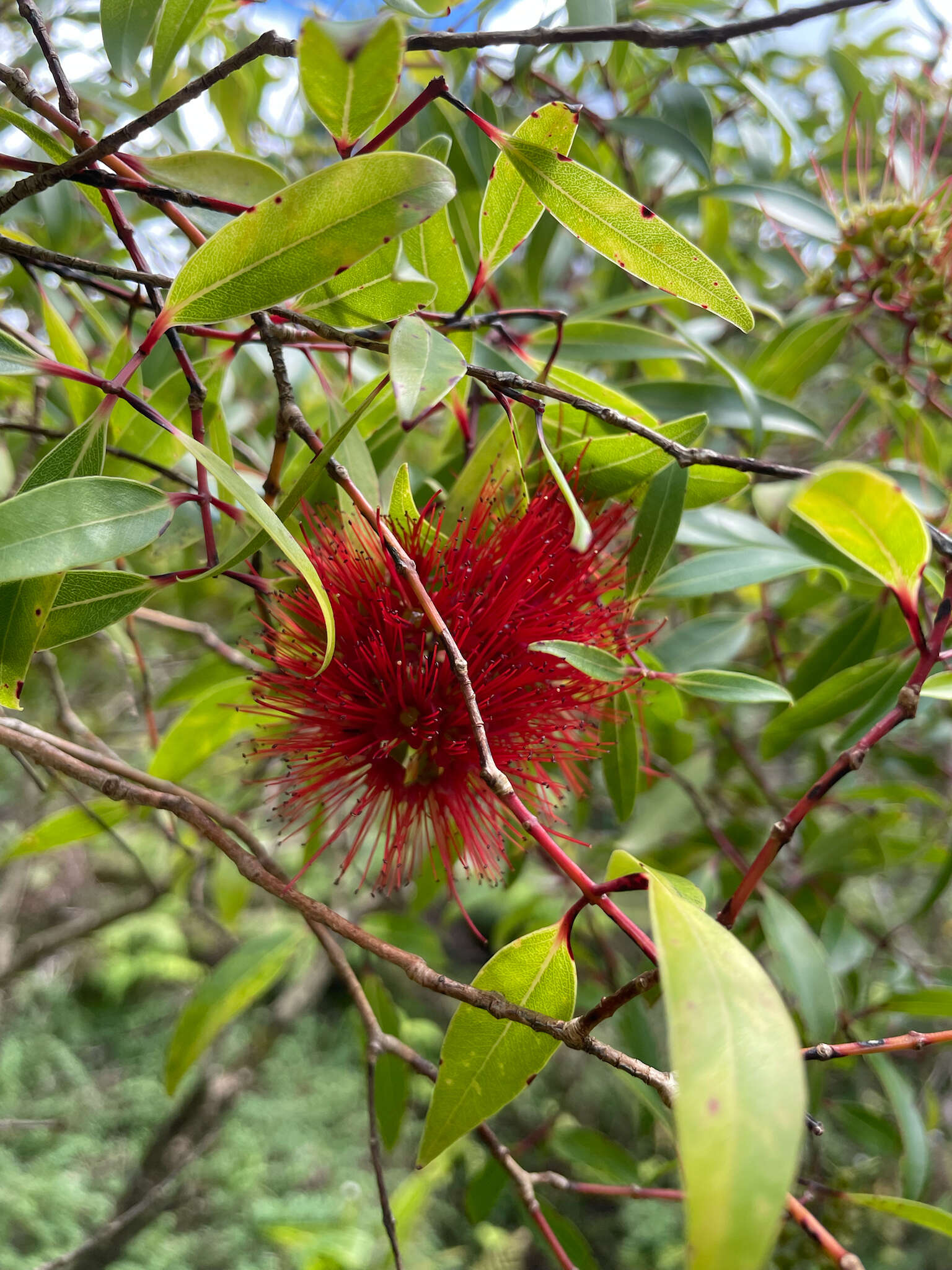 Image of Lehua 'Ahihi