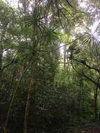 Plancia ëd Dracaena reflexa var. angustifolia Baker