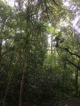 Plancia ëd Dracaena reflexa var. angustifolia Baker