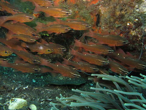 Image of Moluccan cardinalfish