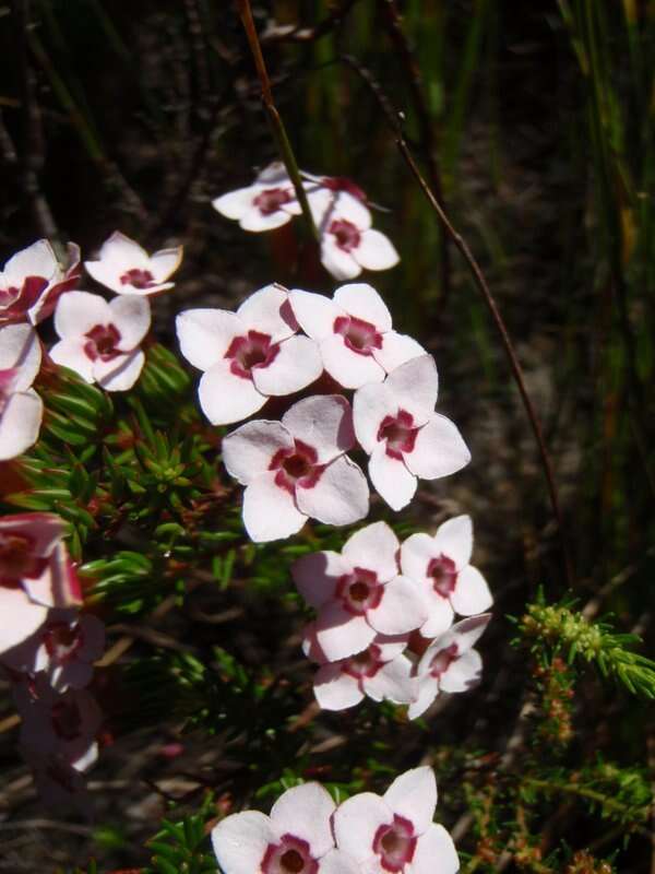 Image of Erica fastigiata var. fastigiata