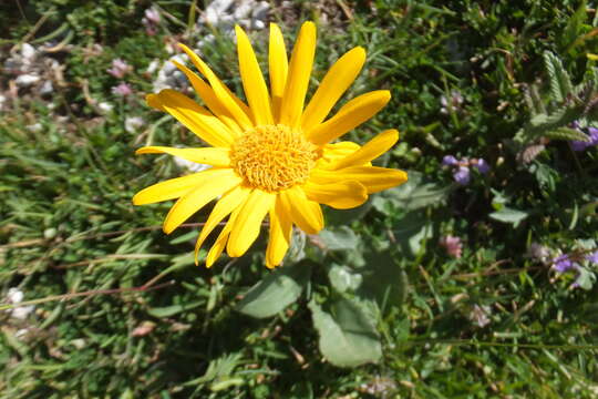 Doronicum columnae Ten. resmi