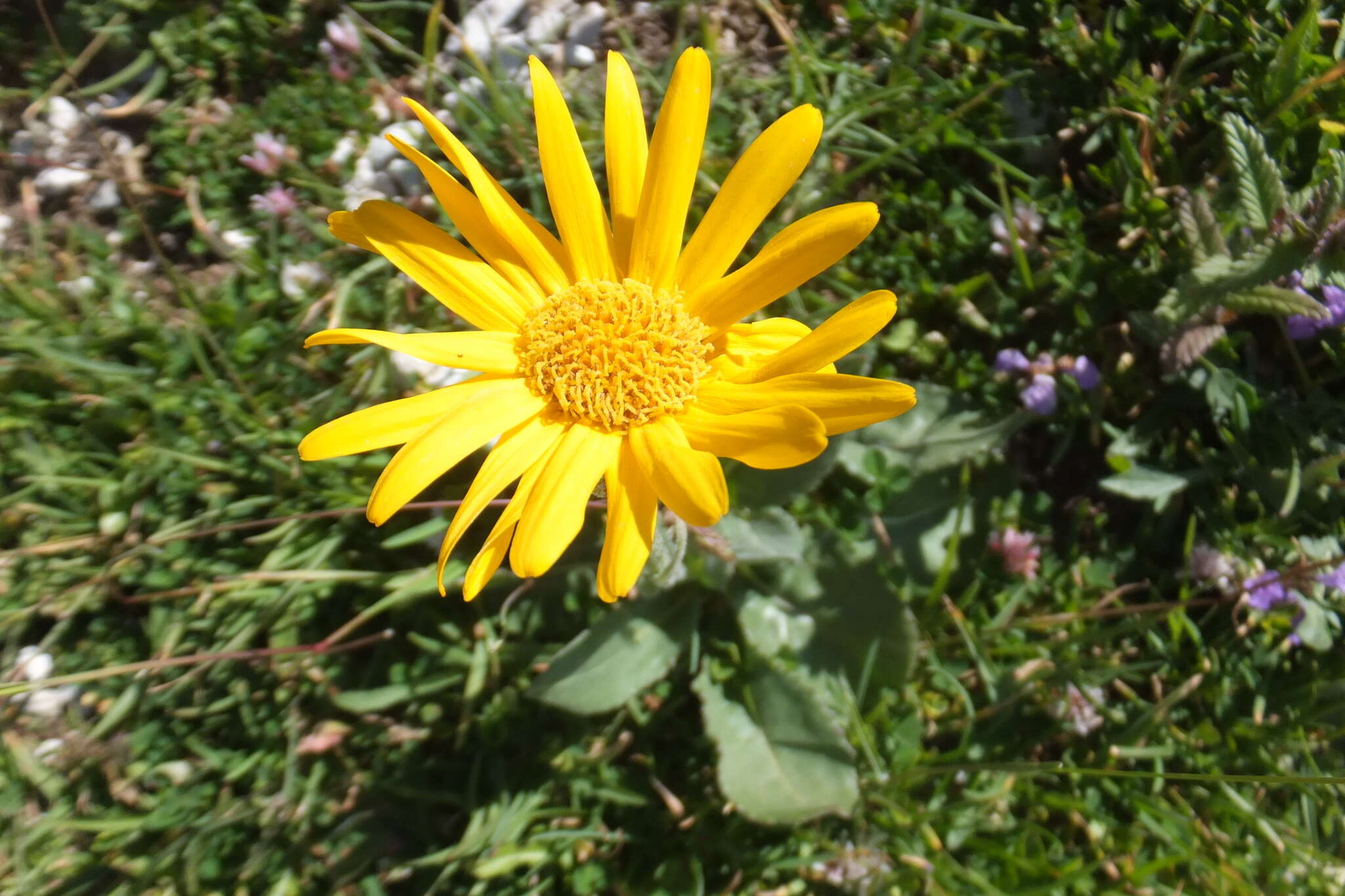 Image of Doronicum columnae Ten.