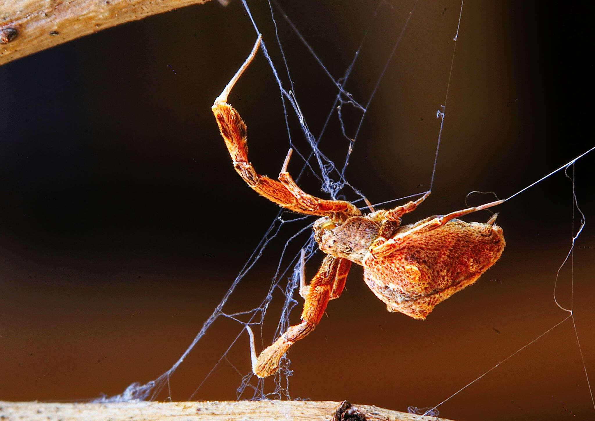 Image of Uloborus plumipes Lucas 1846