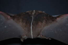 Image of Platyrrhinus nitelinea Velazco & Gardner 2009