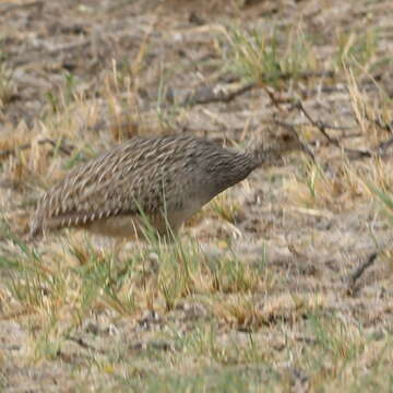 Image of Brushland Tinamou