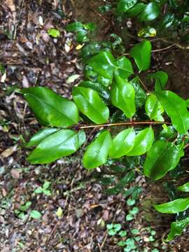 Image of Syzygium crebrinerve (C. T. White) L. A. S. Johnson