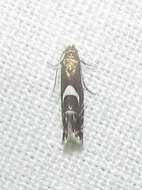 Image of Yellow Nutsedge Moth