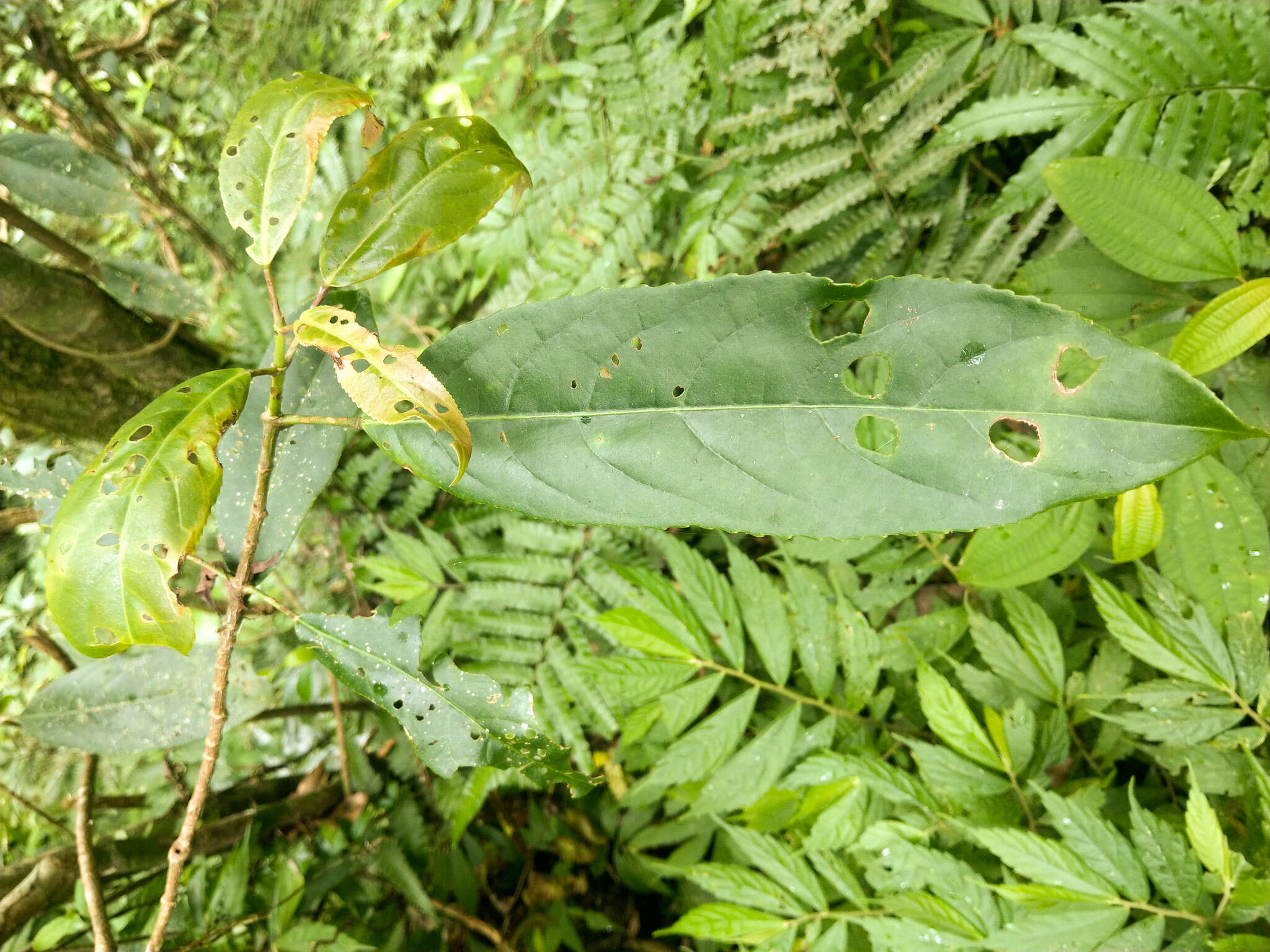 Imagem de Staphylea formosana (Nakai) Byng & Christenh.