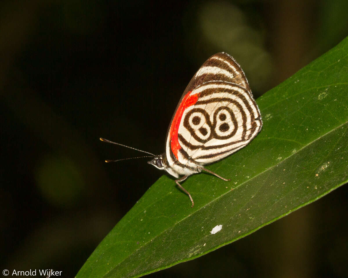 Imagem de Diaethria clymena Cramer 1775