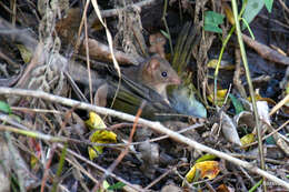 Image of Brown Antechinus