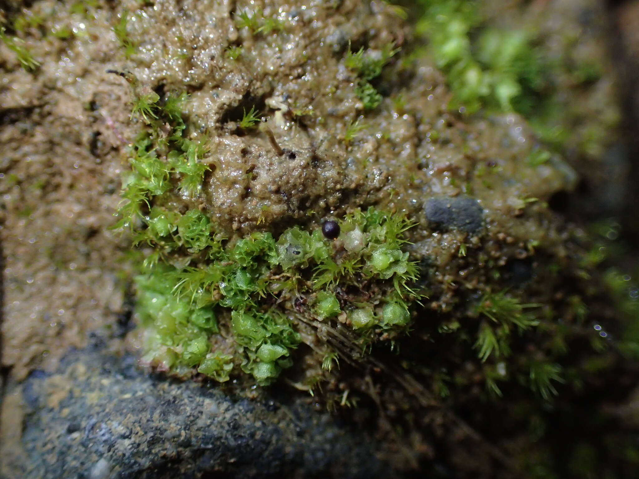 Imagem de Fossombronia wondraczekii (Corda) Dumort. ex Lindb.