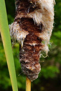 Image of Typha shuttleworthii W. D. J. Koch & Sond.