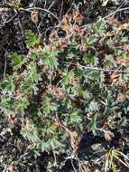 Image de Potentilla subvahliana B. A. Jurtzev