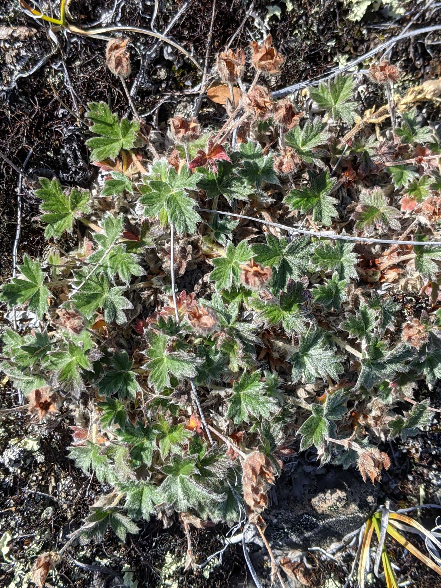 Imagem de Potentilla subvahliana B. A. Jurtzev