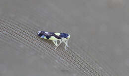 Eupteryx (Eupteryx) vittata (Linnaeus 1758) resmi