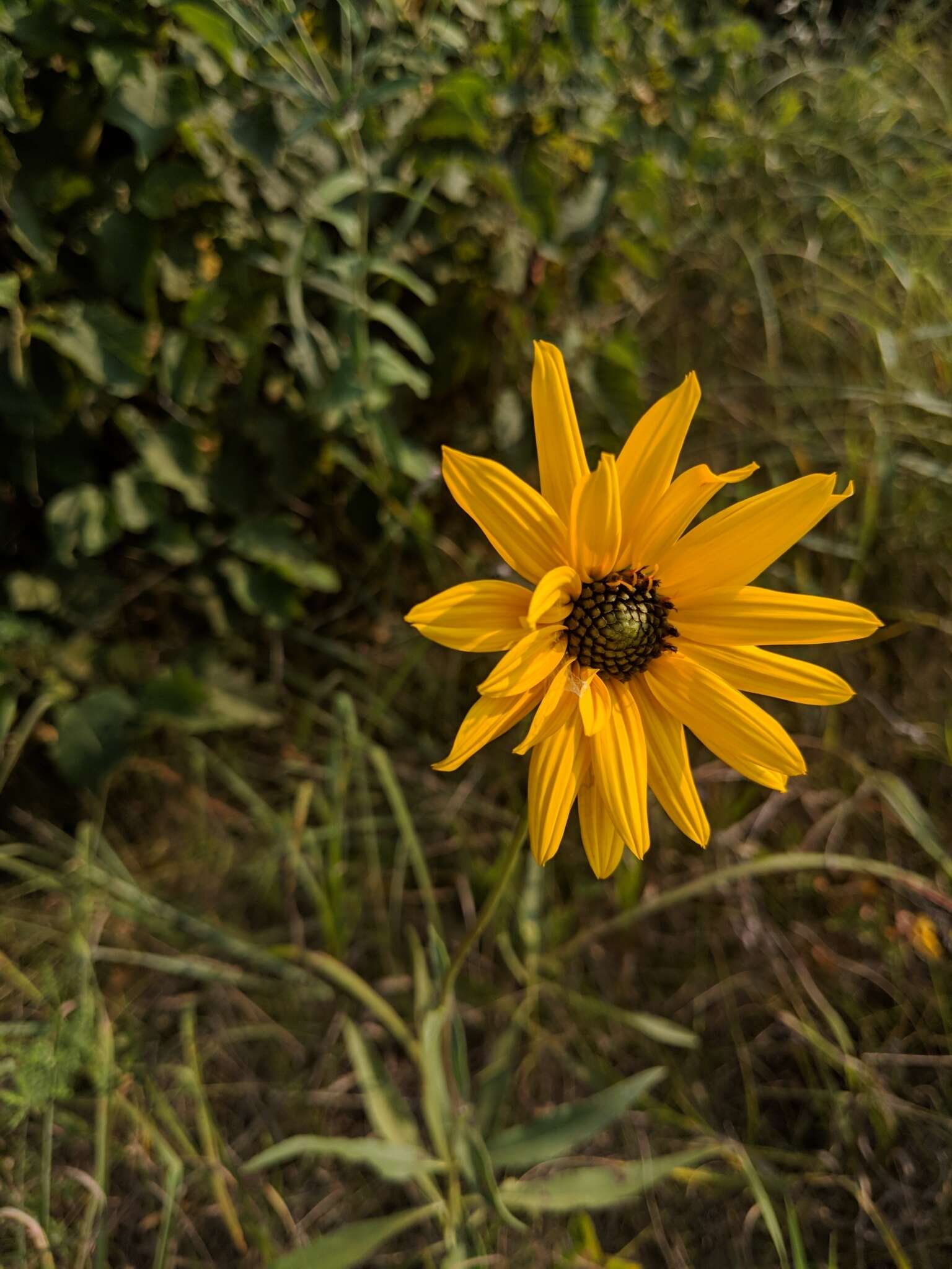 Image of stiff sunflower