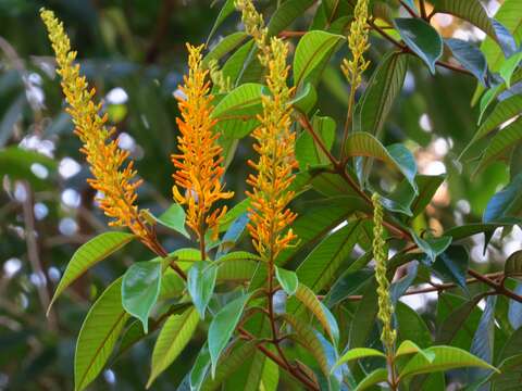 Image of Vochysia ferruginea C. Martius