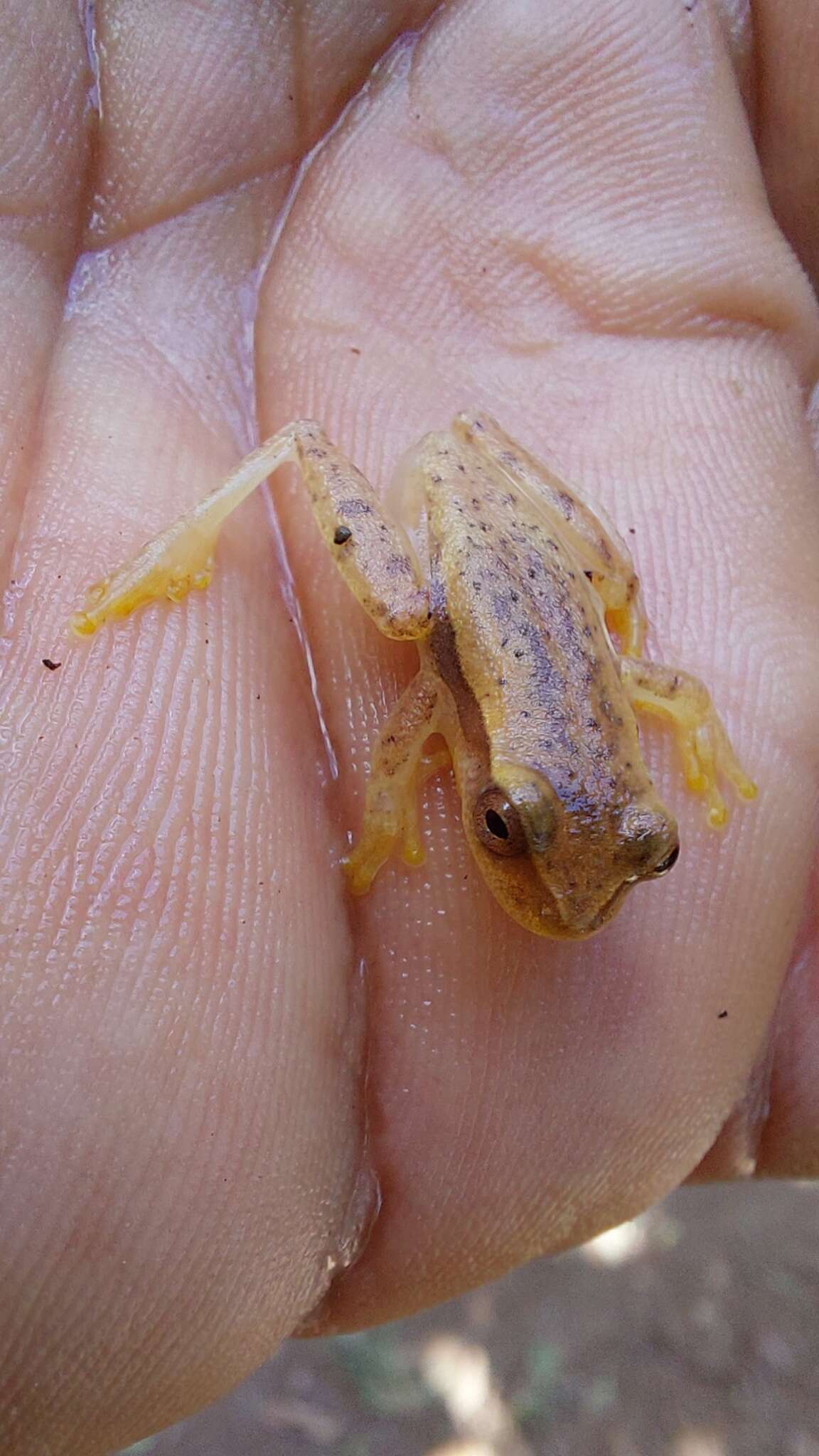 Image of Dendropsophus mathiassoni (Cochran & Goin 1970)