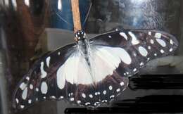 Image de <i>Graphium <i>angolanus</i></i> angolanus