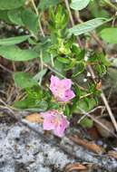 Image of hairy laurel