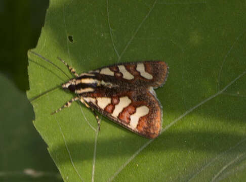 Image of Aegocera bimacula Walker 1854