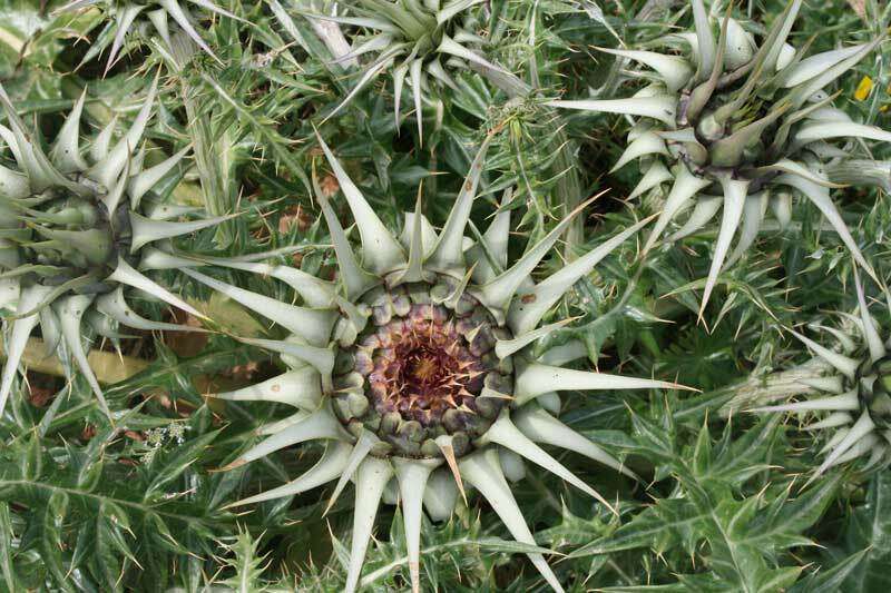 Cynara cornigera Lindl.的圖片