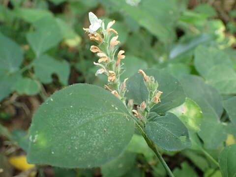 Image of Forest buckweed