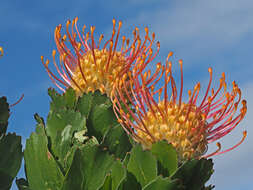 Image of Silveredge Pincushion