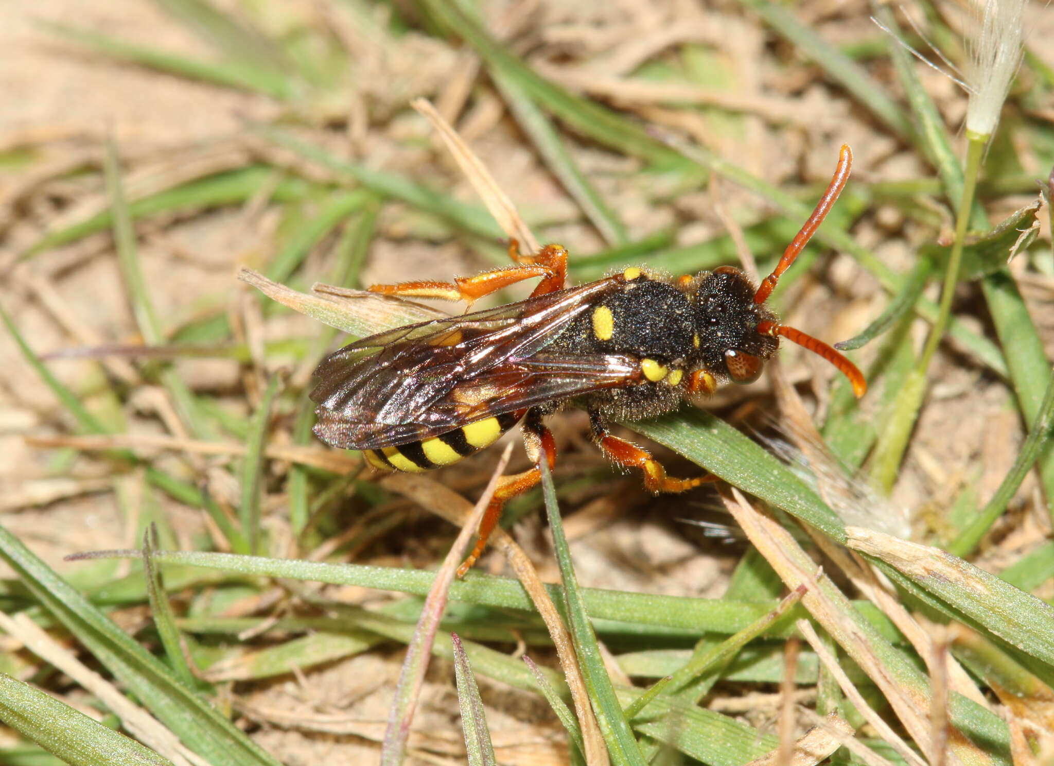 Image of Nomada fucata Panzer 1798