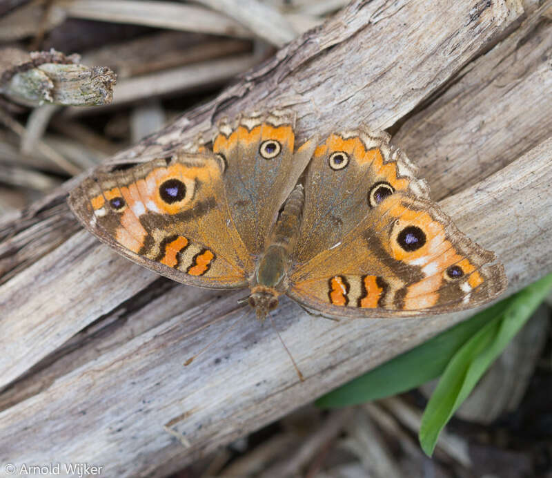 Image of Tropical Buckeye