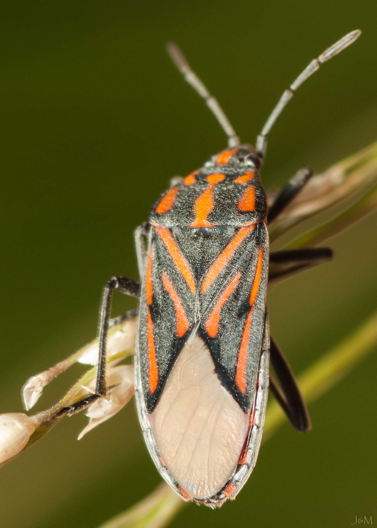 Image de Spilostethus lemniscatus (Stal & C. 1855)