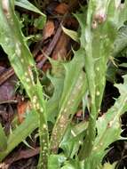 Image of Dandelion gall wasp