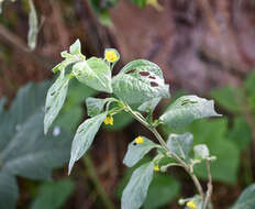 Image of Capsicum rhomboideum (Dun.) Kuntze