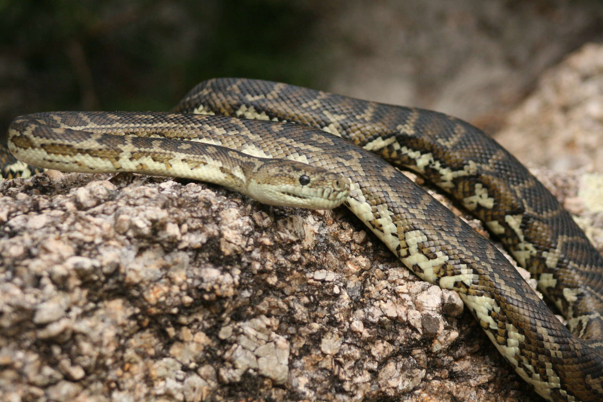 Imagem de Morelia spilota imbricata (L. A. Smith 1981)