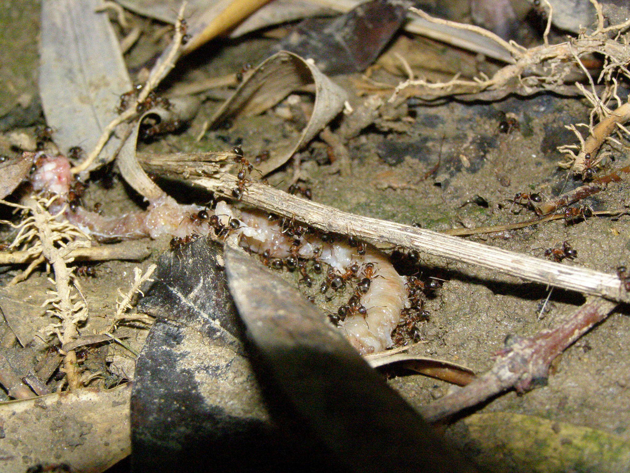 Image of Lasius emarginatus (Olivier 1792)