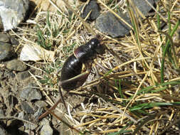 Image of Sierra Nevadan Saddle Bush-cricket