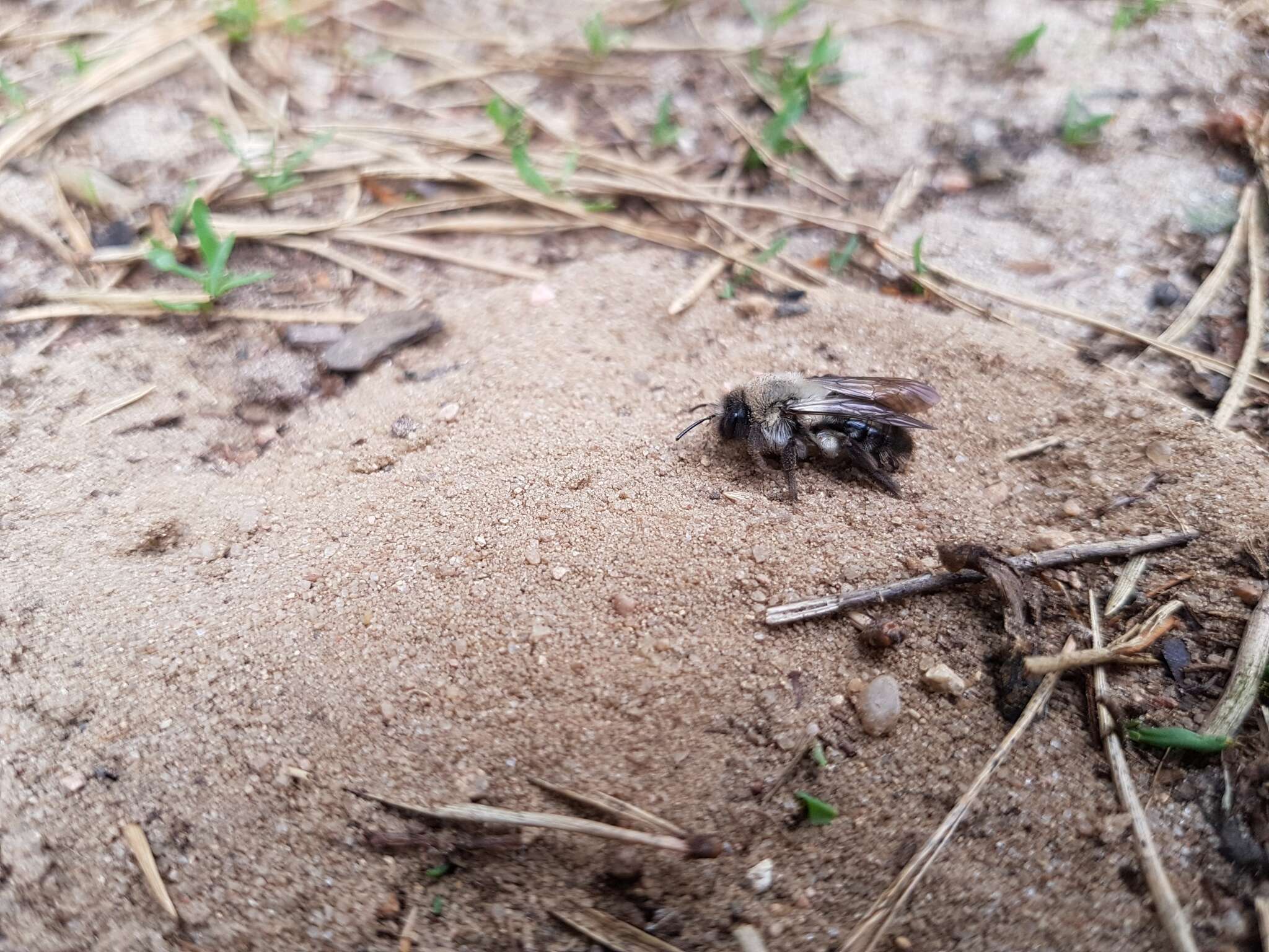 Image of Andrena vaga Panzer 1799