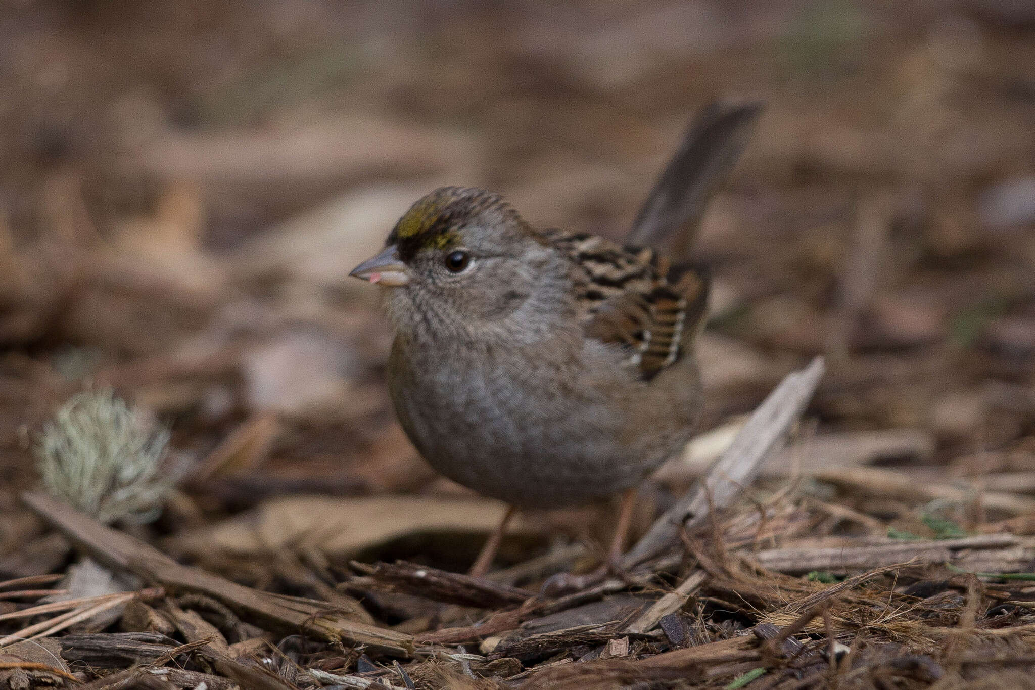 Image of Golden-crowned Sparrow