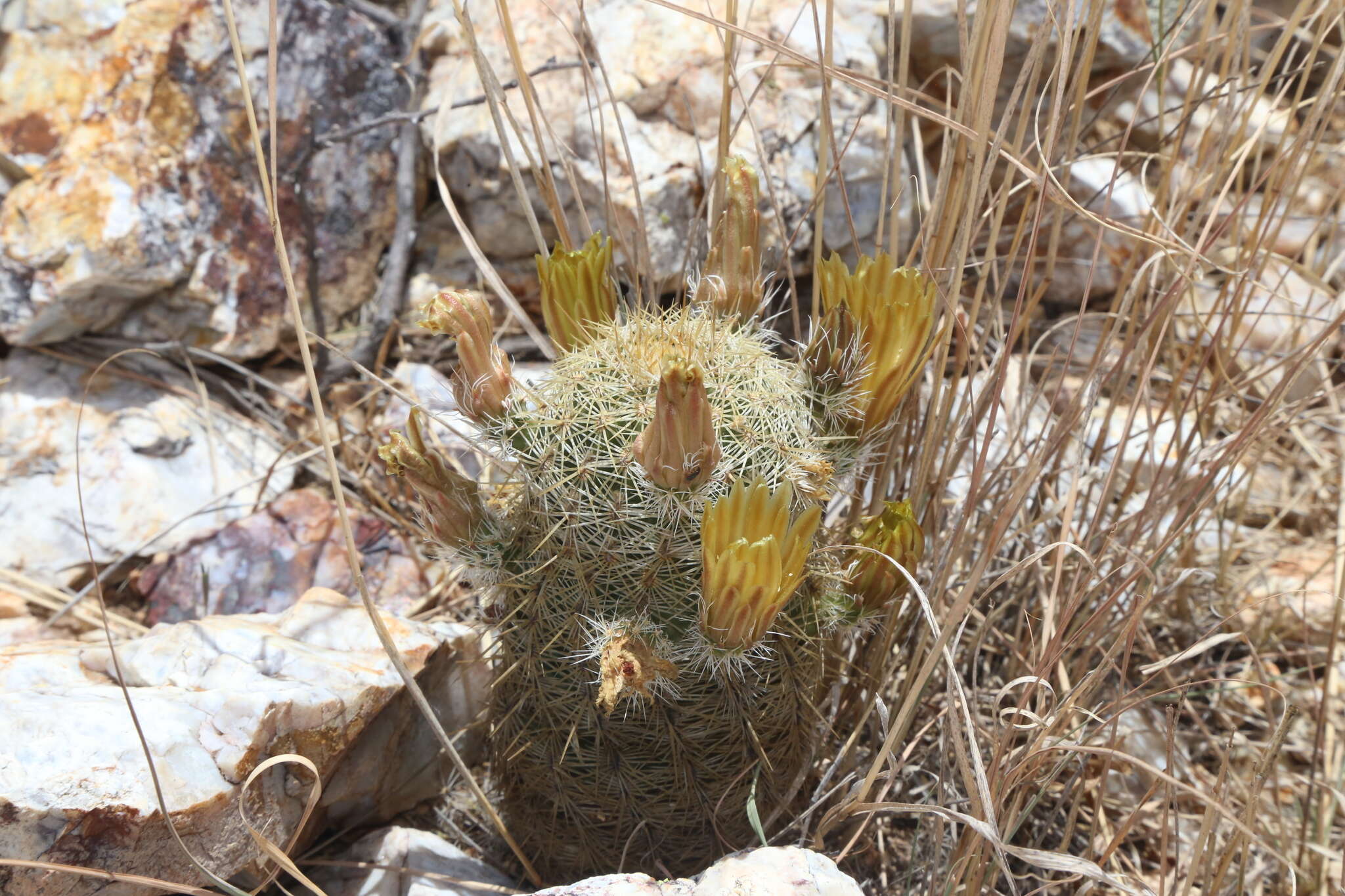 Image de Echinocereus viridiflorus subsp. correllii (L. D. Benson) W. Blum & Mich. Lange