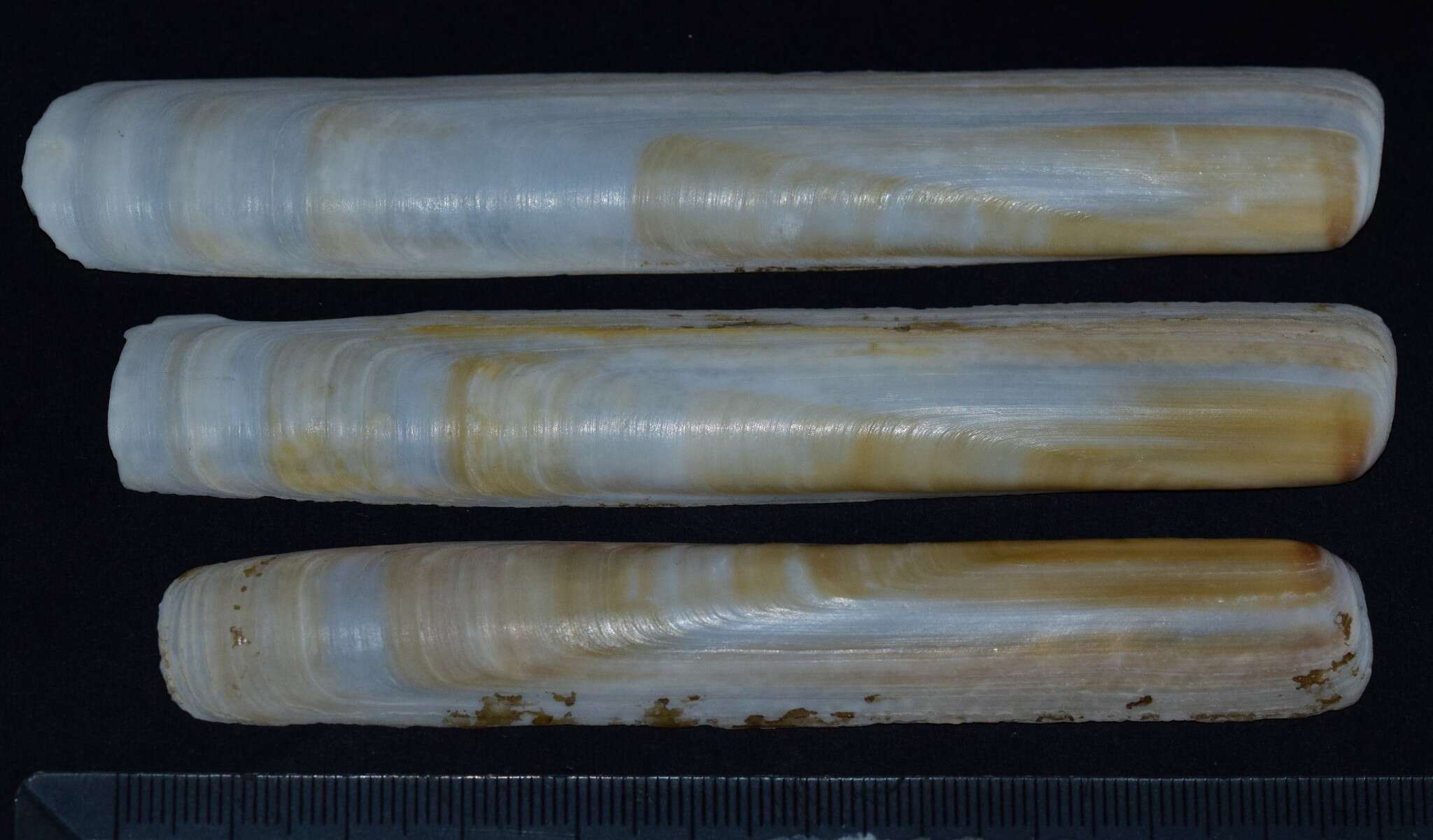 Image of Grooved Razor Shell