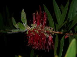 صورة Callistemon comboynensis Cheel