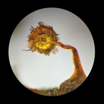 Image of Physarum flavicomum