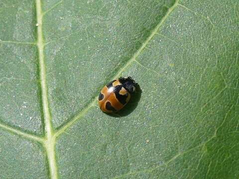 Imagem de Coccinella hieroglyphica kirbyi Crotch 1874