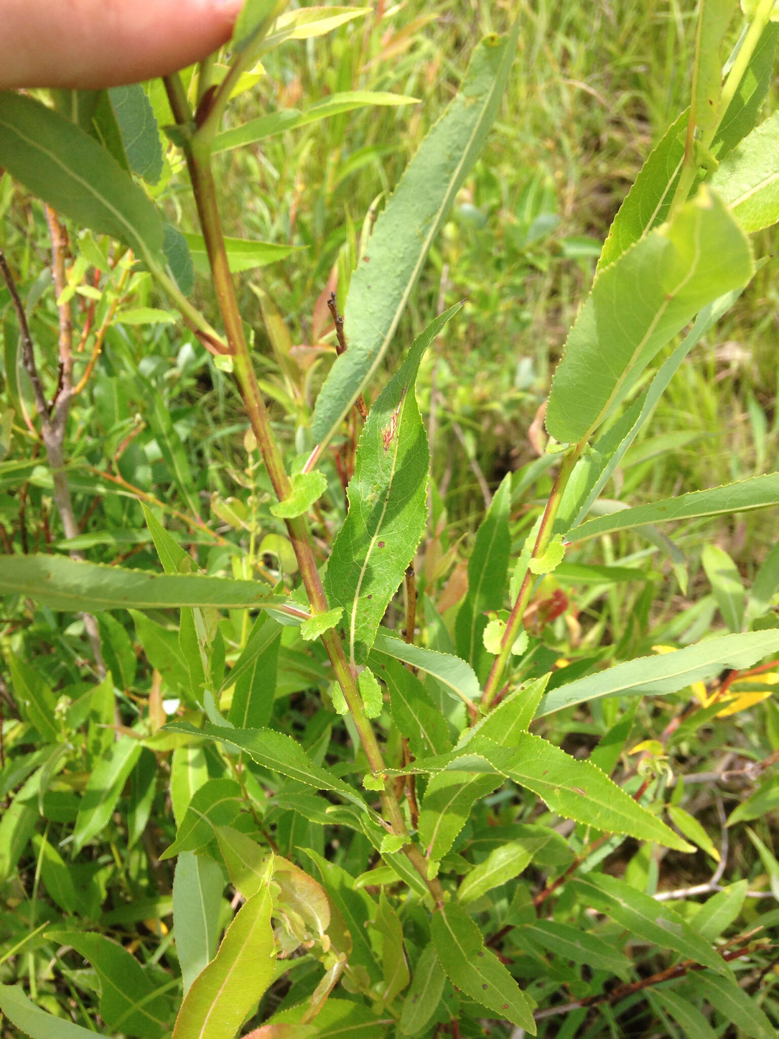 Image of Missouri River willow