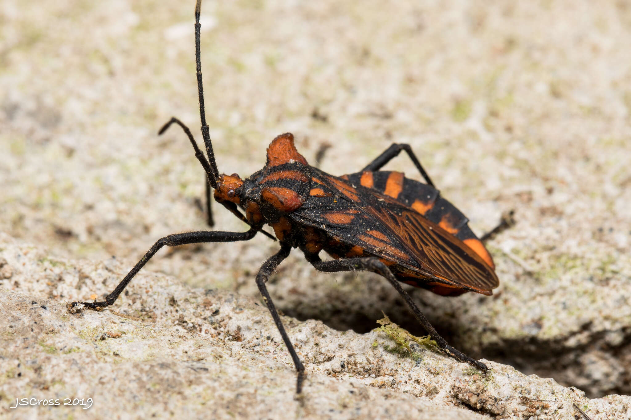 Image of Spartocera pantomima (Distant 1881)