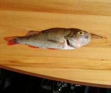 Image of Perch