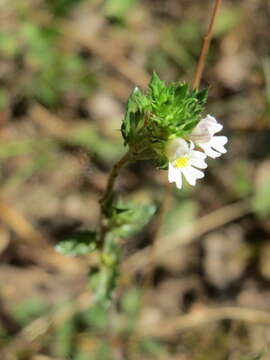 Imagem de Euphrasia nemorosa (Pers.) Wallr.