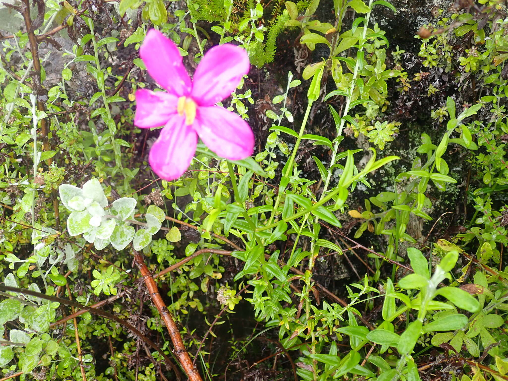 Image of Chironia melampyrifolia Lam.